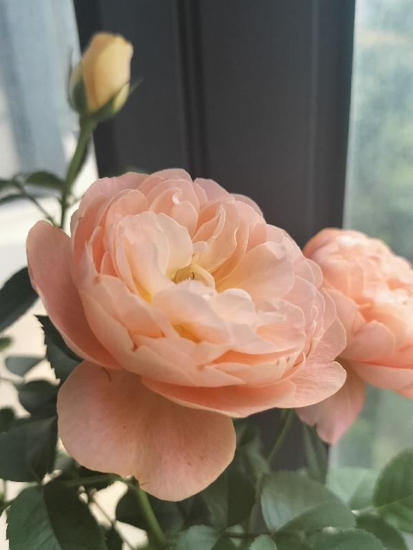 腹黑王爷彪悍妃免费阅读全文