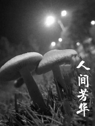 岁岁皆安什么意思