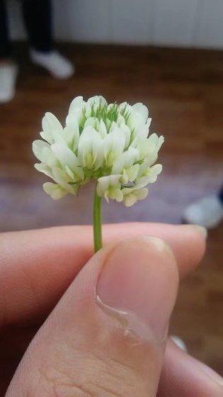 血梦千年电视剧