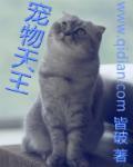 宠物天王中所有的猫